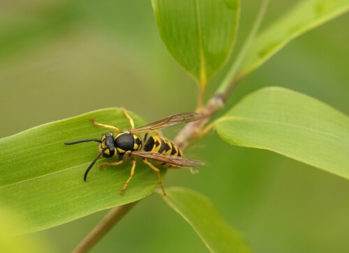 A picture of a wasp, one of the pests that we deal with.