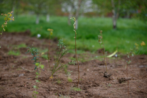 Small and thin newly planted trees coming out of the ground